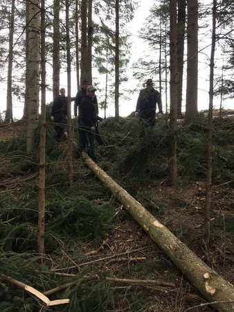 Maibaumholen & Kranzbinden